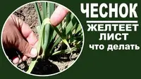 Причины желтения кончиков листьев у чеснока