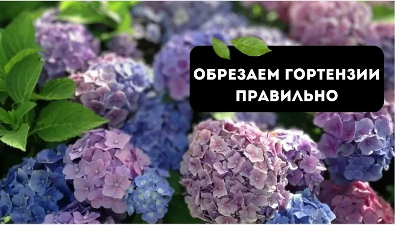 Уход за гортензией: как правильно обрезать растение