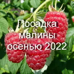 Благоприятные дни для посадки малины в 2022 году по лунному календарю