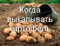 Когда выкапывать картофель