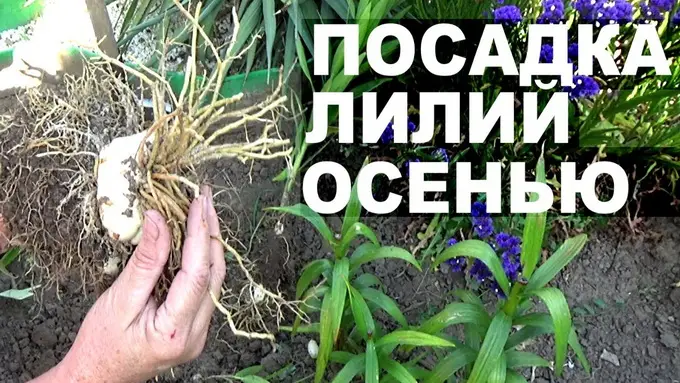 Лилии осенью: правила посадки, пересадки и ухода