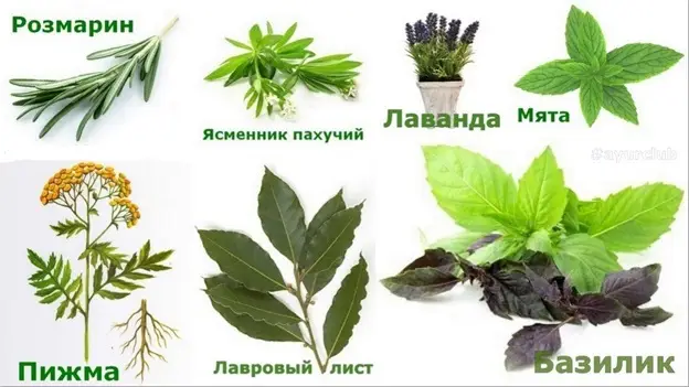 Как бороться с мухами на даче