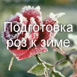 Что нужно для правильной зимовки розы