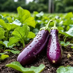 Лунный посевной календарь для баклажанов на 2025 год