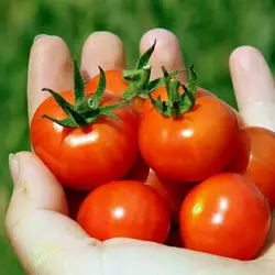 Самые сладкие и вкусные томаты черри