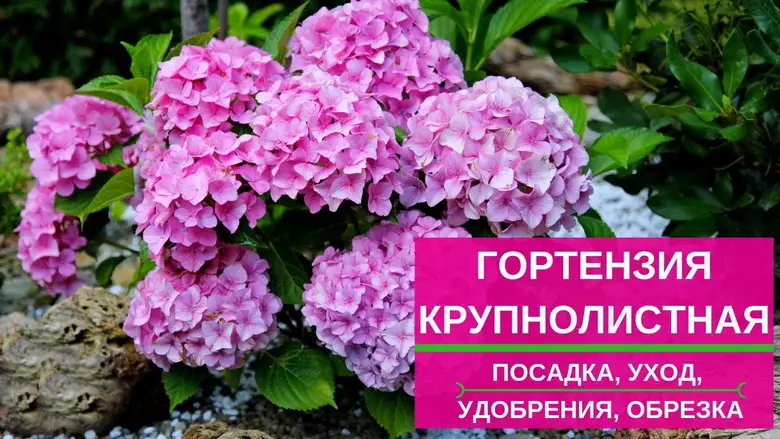 Посадка крупнолистных гортензий Посадка крупнолистных гортензий