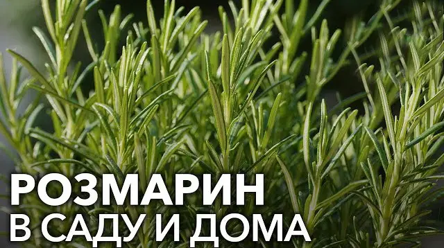 Как вырастить розмарин Как вырастить розмарин