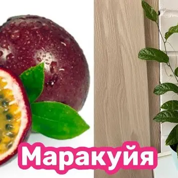 Выращивание маракуйи на подоконнике &ndash; миф или реальность?