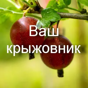 Лучшие сорта крыжовника: крупноплодные, устойчивые, без колючек &mdash; что выбрать?