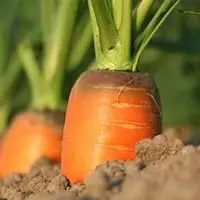 Как вырастить крупную и сладкую морковь