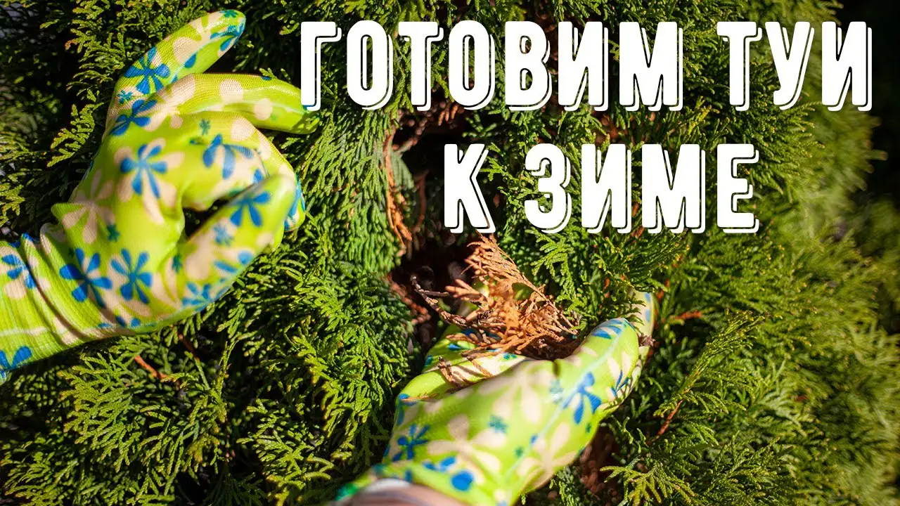 Как правильно подготовить тую к зимовке?