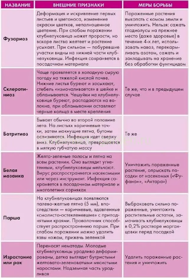 Болезни гладиолусов — сводная таблица Болезни гладиолусов — сводная таблица