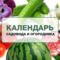 Помидоры (томаты) &ndash; как и когда сажать на рассаду