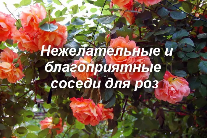 Что можно высаживать рядом с розами?