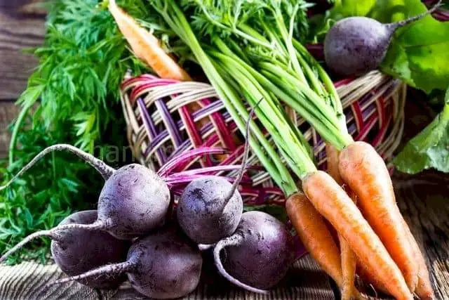 Вырастить хороший урожай моркови и свеклы
