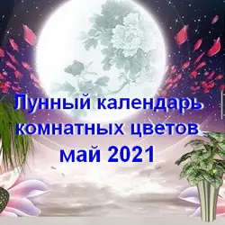 Лунный календарь комнатных цветов на май 2021 года 