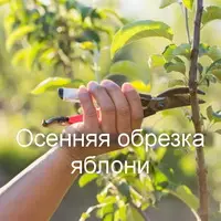 Как омолодить старую яблоню