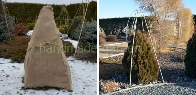 Сооружение каркаса для укрытия туи Сооружение каркаса для укрытия туи