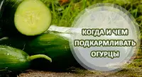Подкормка огурцов: чем подкормить огурцы для урожайности