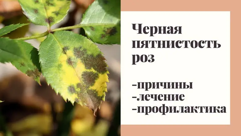 Как избавиться от черной пятнистости на розах? Как избавиться от черной пятнистости на розах?