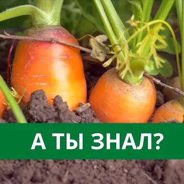Ленивая посадка моркови: хитрый способ для максимального урожая 