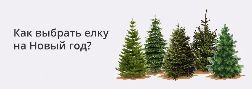 Выбор рождественских елок: выбираем рождественскую елку