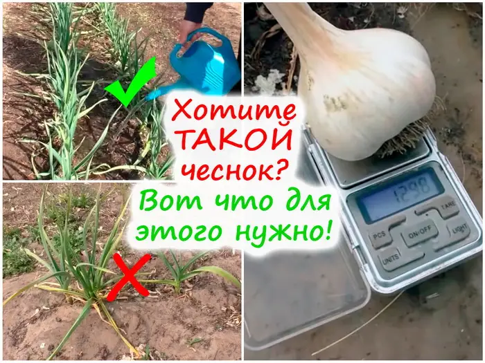 Секреты крупного чеснока Секреты крупного чеснока