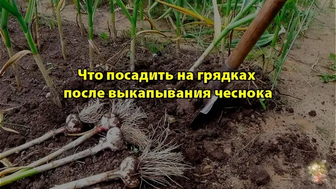 Что посадить сразу после уборки озимого чеснока Что посадить сразу после уборки озимого чеснока