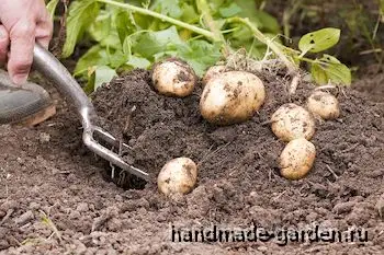 Когда копают ранний картофель