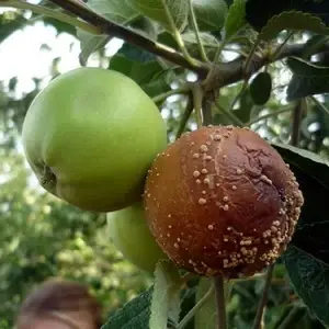 Лечение бурой гнили