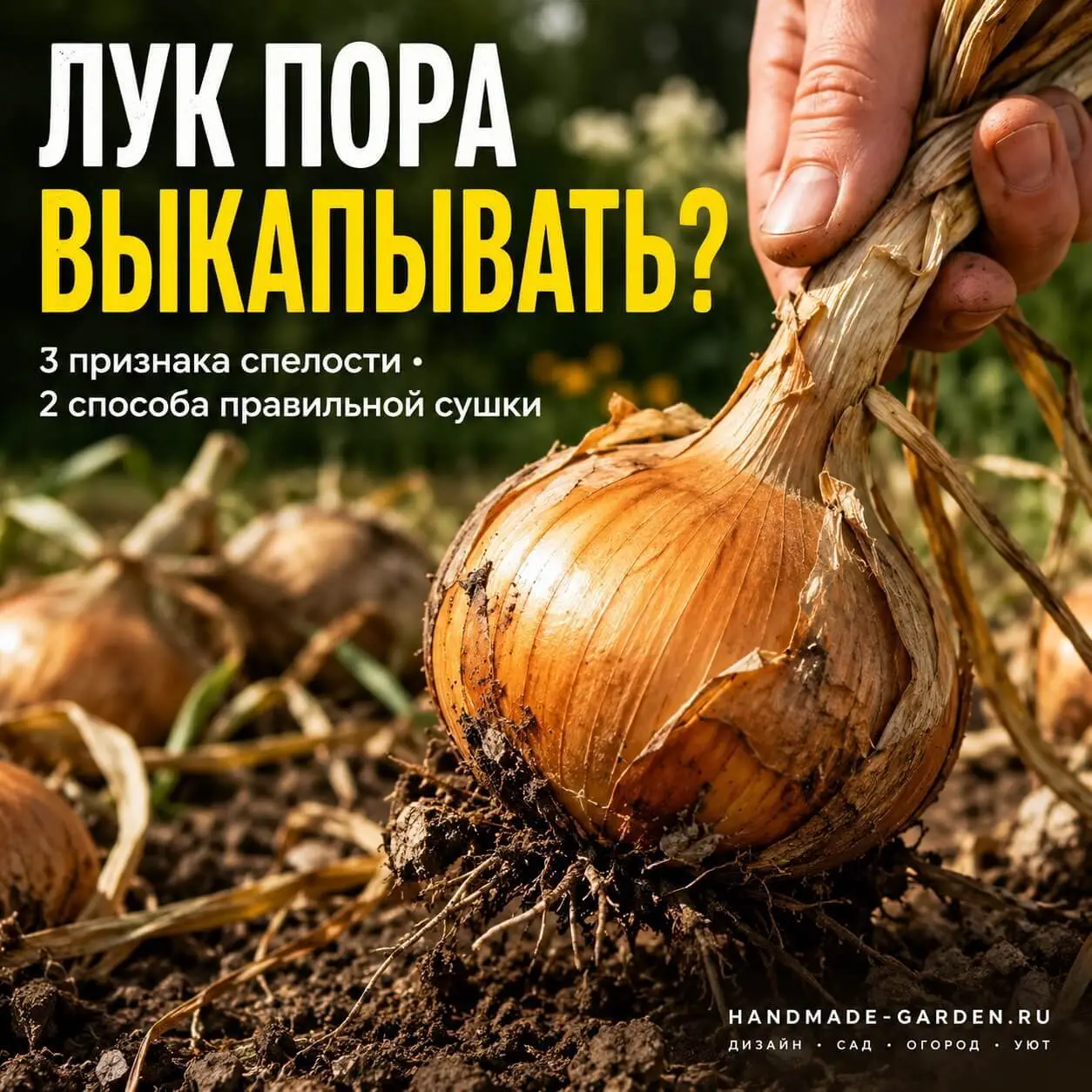 Когда выкапывать лук: 3 верных признака спелости
