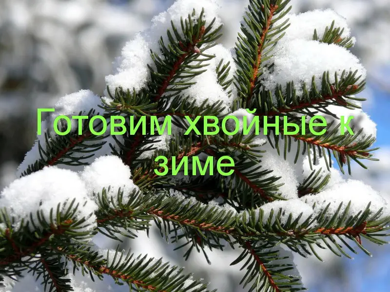 Как подготовить хвойные к зиме Как подготовить хвойные к зиме
