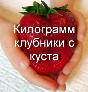 Хотите килограмм клубники с куста?