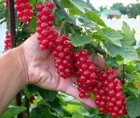 Посадка саженцев смородины осенью