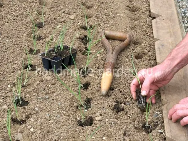 Какие сорта лука подходят для посадки под зиму Какие сорта лука подходят для посадки под зиму