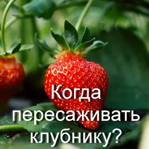Когда пересаживать клубнику?