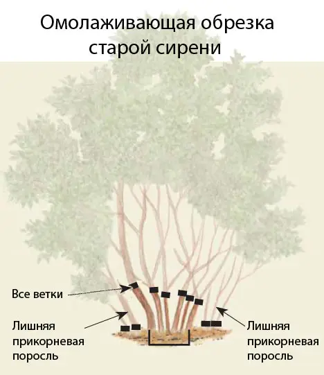 Поддерживающая обрезка &mdash; это&nbsp;легкая обрезка молодых сиреней