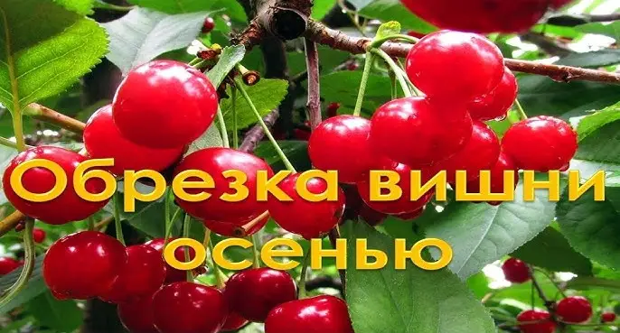 Когда лучше всего проводить обрезку вишни? Когда лучше всего проводить обрезку вишни?
