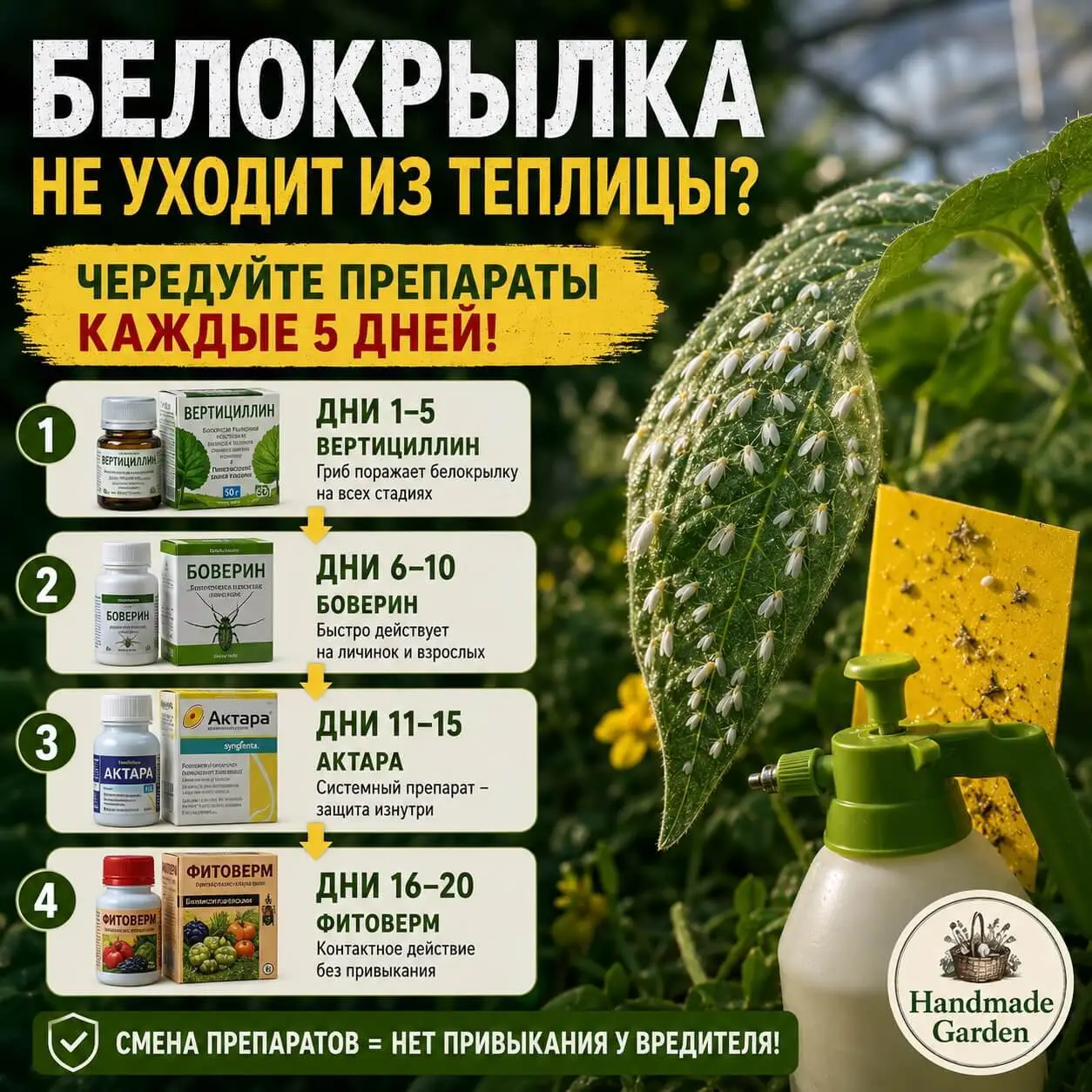 Белокрылка не уходит из теплицы - чередуйте препараты каждые 5 дней