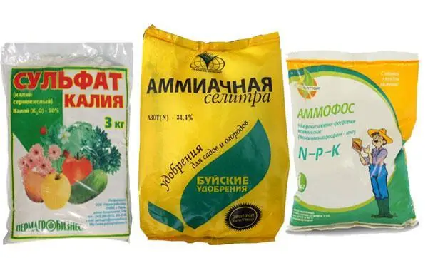 Подкормка лука на перо: правила и способы внесения удобрений