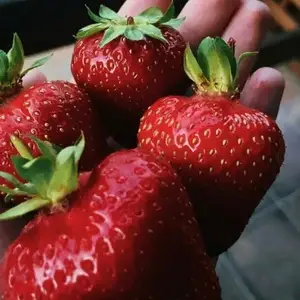 Вся правда о вкусе клубники: от сорта до полива &mdash; что реально влияет
