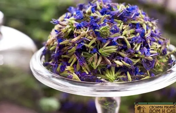 многолетние пряные травы