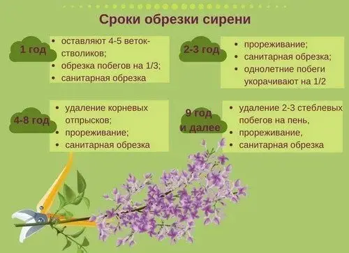 Советы по обрезке сирени