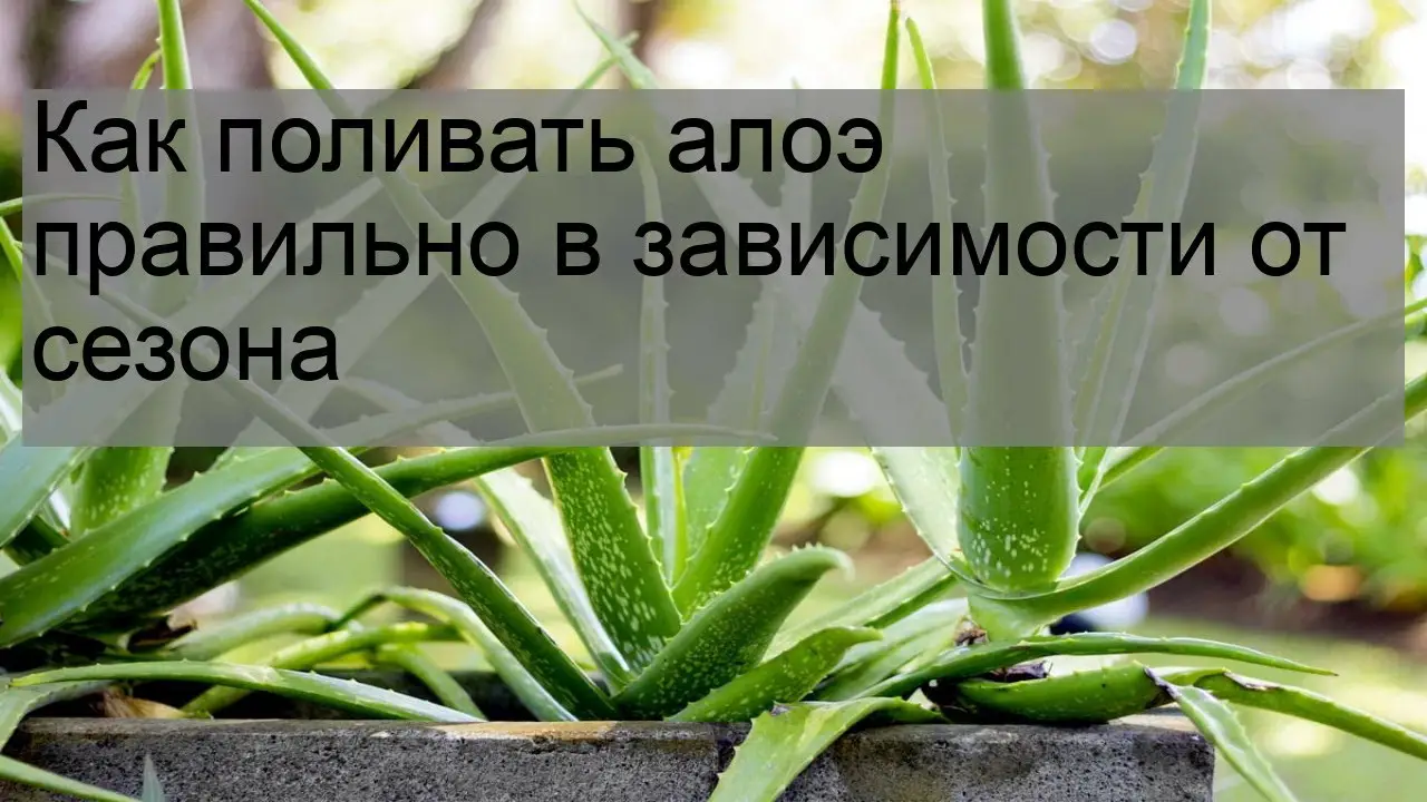 Потребность алоэ в воде Потребность алоэ в воде