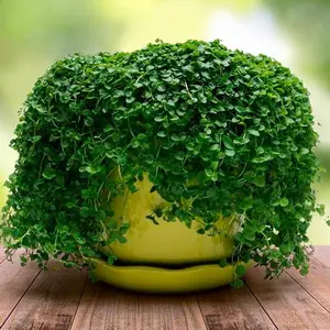Выращивание корсиканской мяты