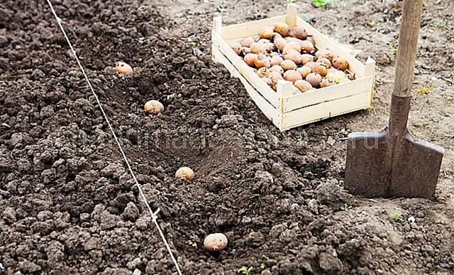 Под лопату Под лопату