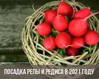 Календарь посадки репы и редиса в 2021 году