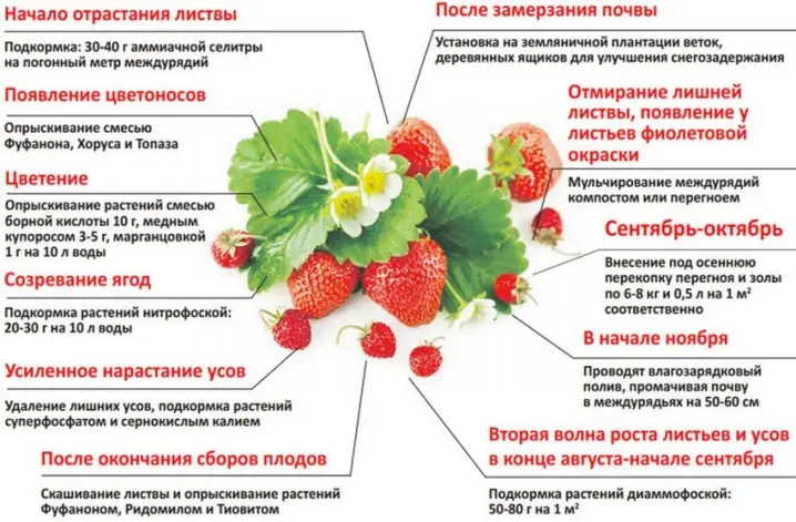 Как часто подкармливать клубнику Как часто подкармливать клубнику?