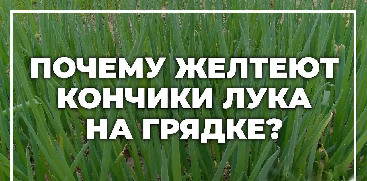 Методы профилактики пожелтения луковых кончиков