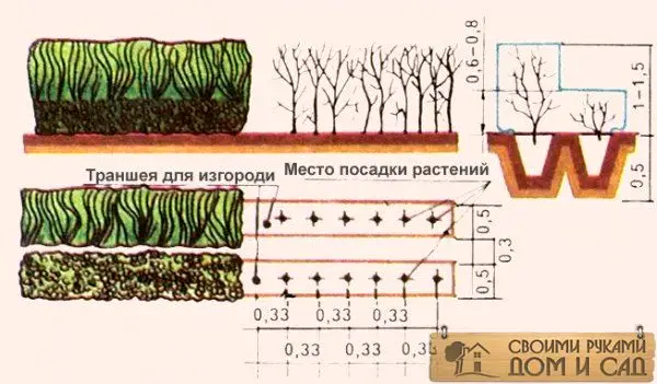 1281526841_3zgorod живая изгородь